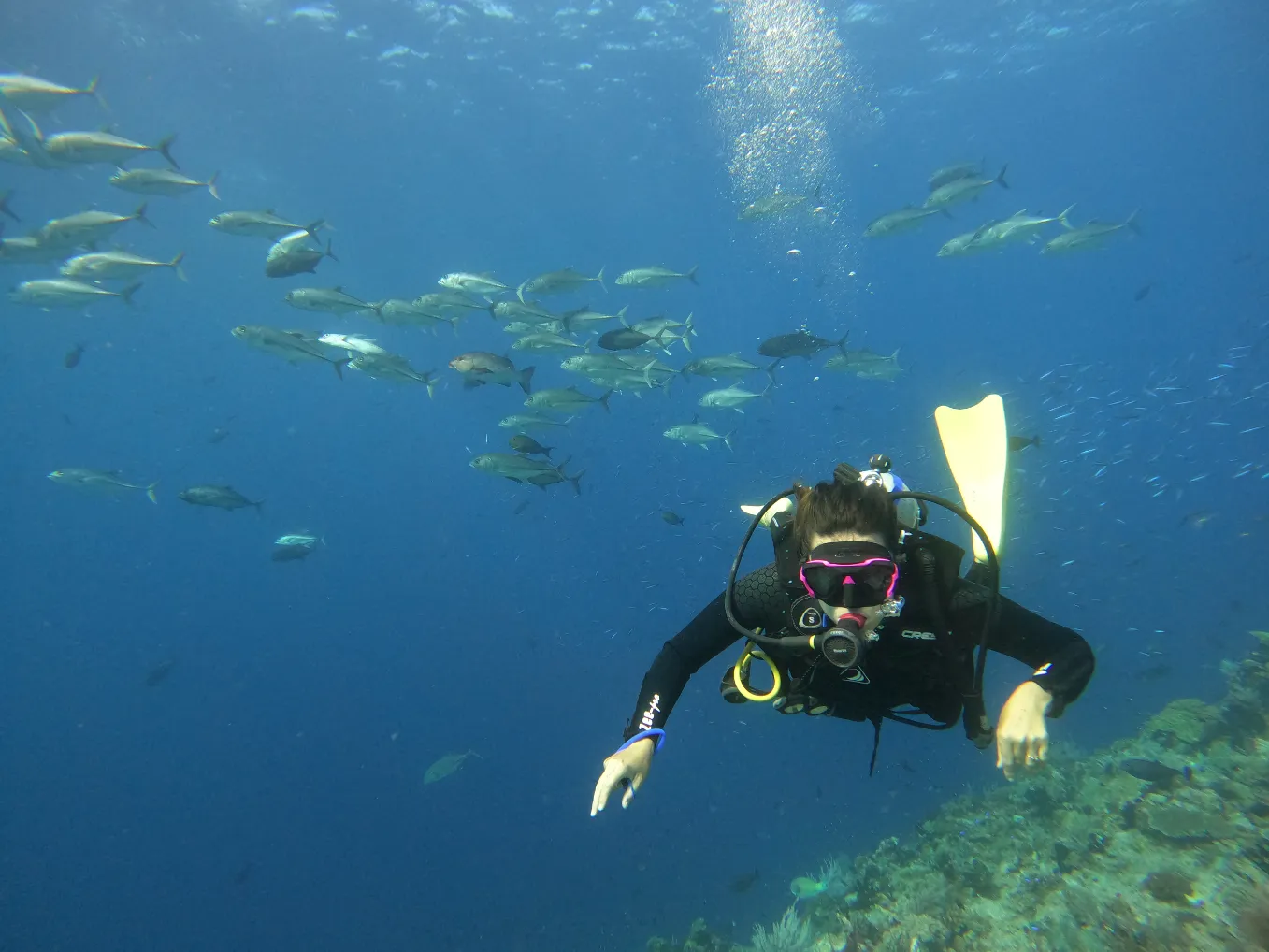 Tomia Marine Life Encounter